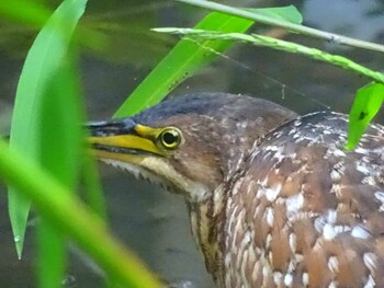 オオヨシゴイ 鶴舞公園(名古屋) 2017年10月9日(月)