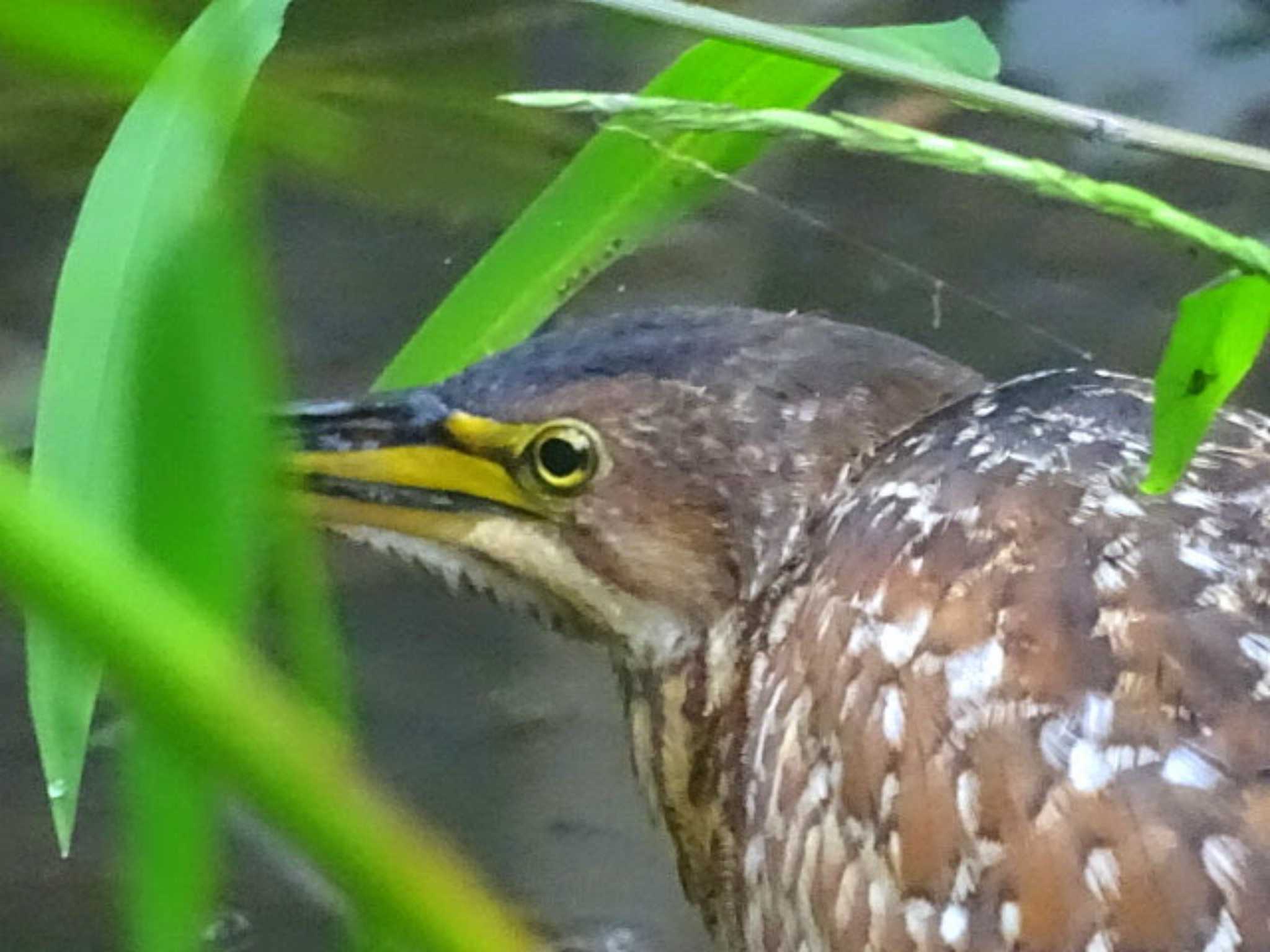 鶴舞公園(名古屋) オオヨシゴイの写真 by どらお