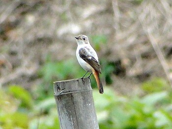 2011年1月29日(土) 舞岡公園の野鳥観察記録