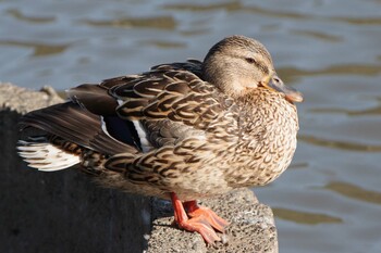 マガモ 三溪園 2022年2月26日(土)