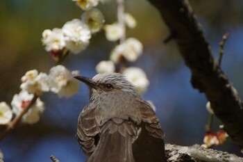 ヒヨドリ 三溪園 2022年2月26日(土)