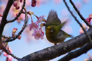 メジロ 葉山しおさい公園 2022年2月23日(水)