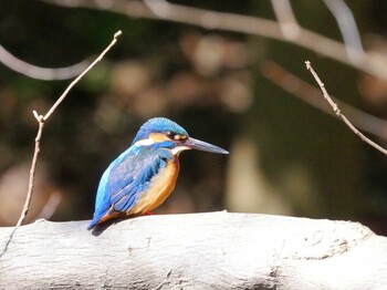 Common Kingfisher Higashitakane Forest park Sat, 2/26/2022