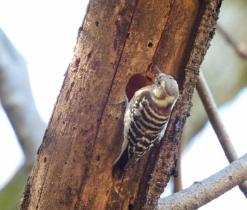 Japanese Pygmy Woodpecker Higashitakane Forest park Sat, 2/26/2022