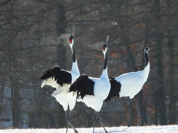 Red-crowned Crane Tsurumidai Mon, 12/27/2021