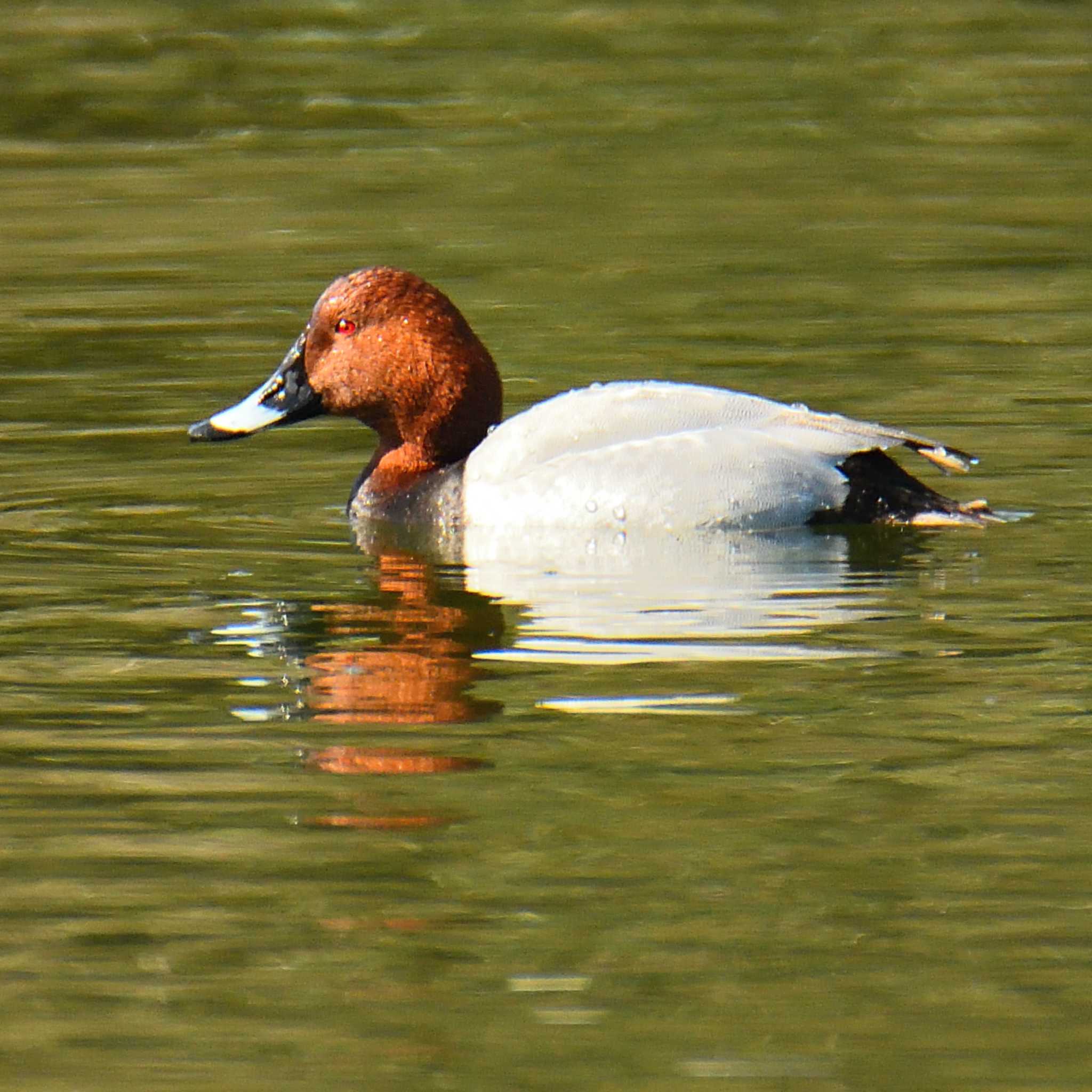 Common Pochard