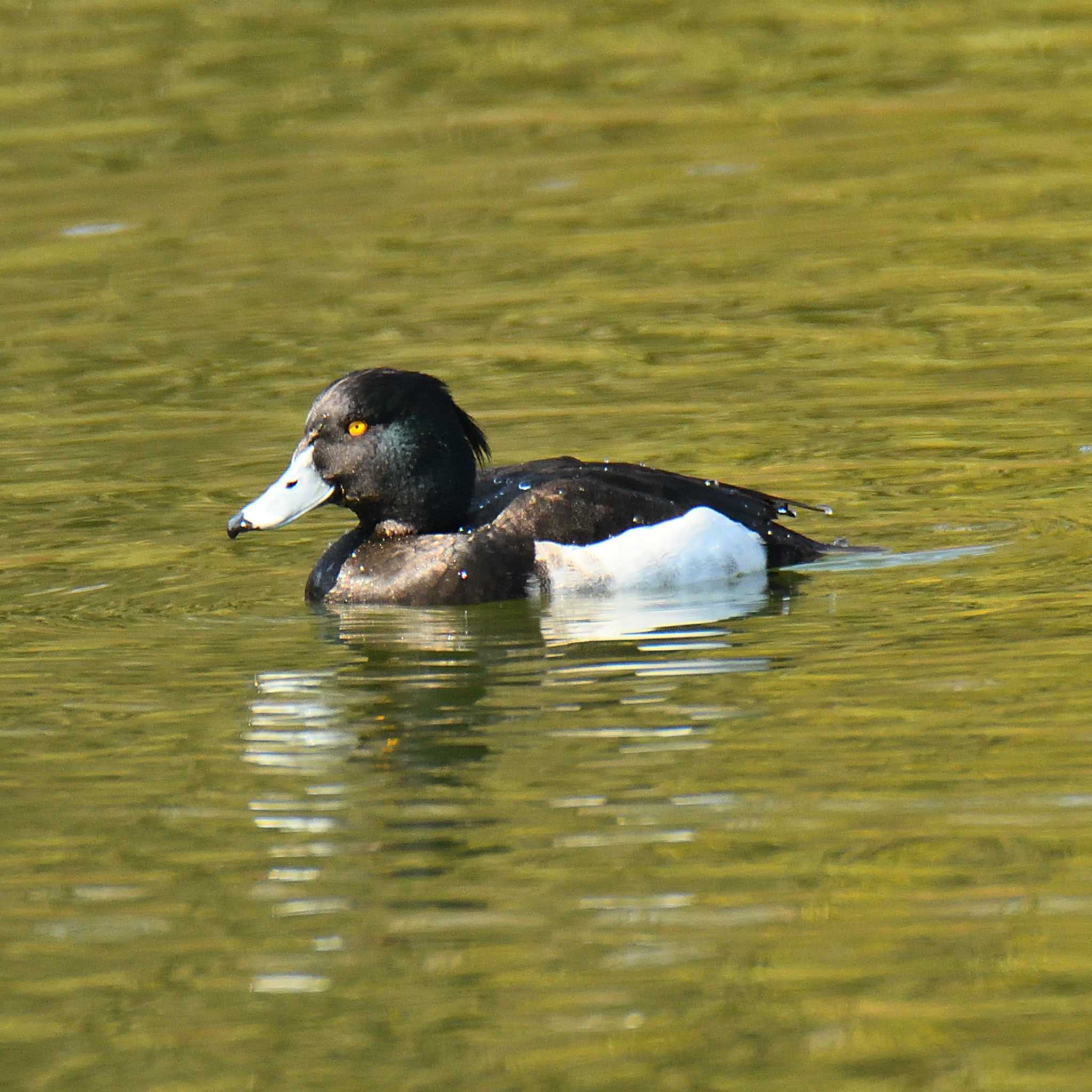 Tufted Duck