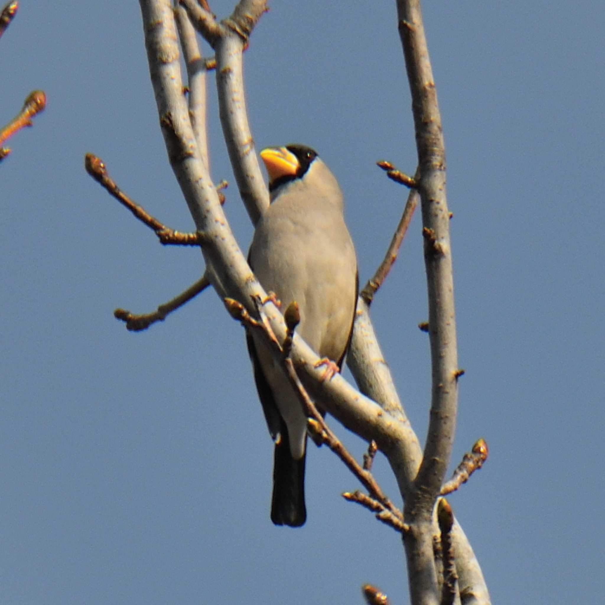 Photo of Japanese Grosbeak at 愛知県森林公園 by よつくん