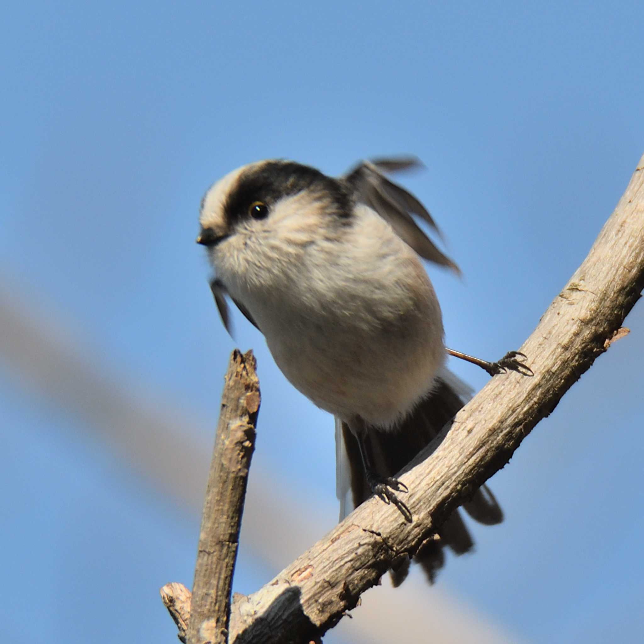 愛知県森林公園 エナガの写真 by よつくん