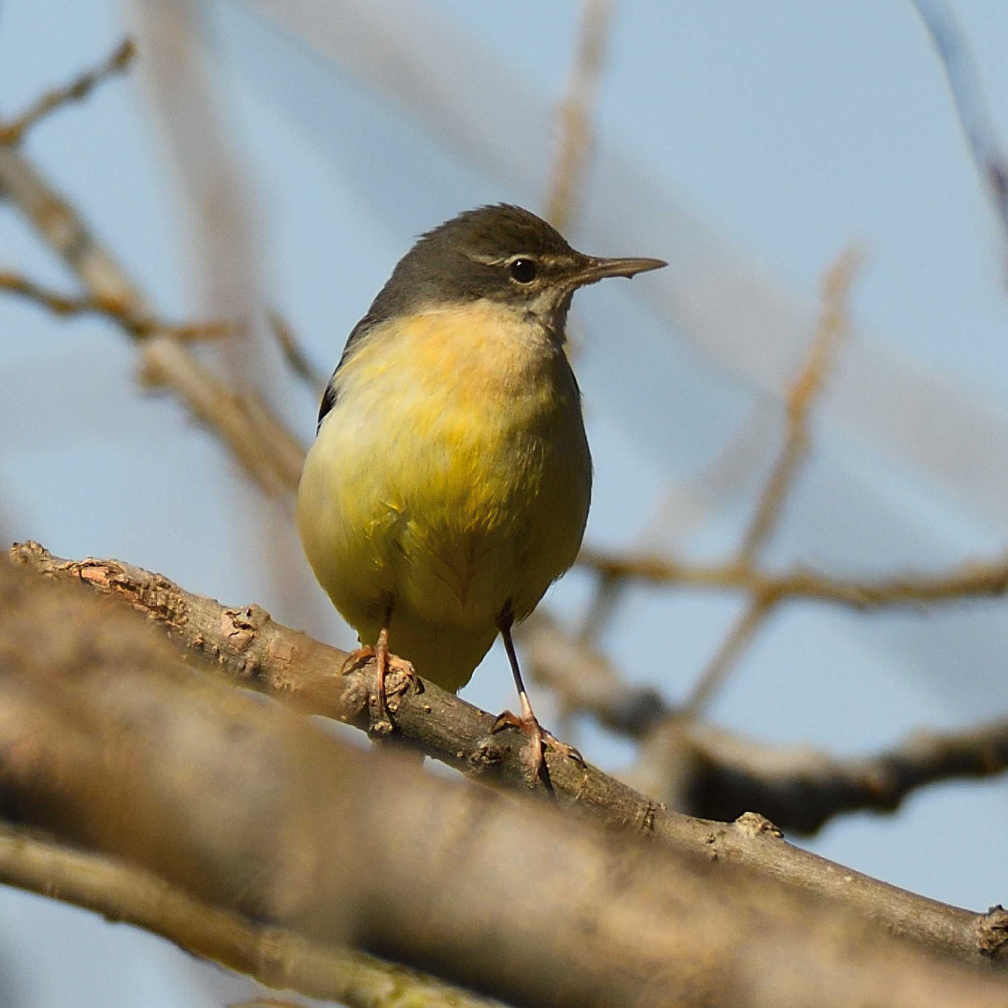 愛知県森林公園 キセキレイの写真 by よつくん