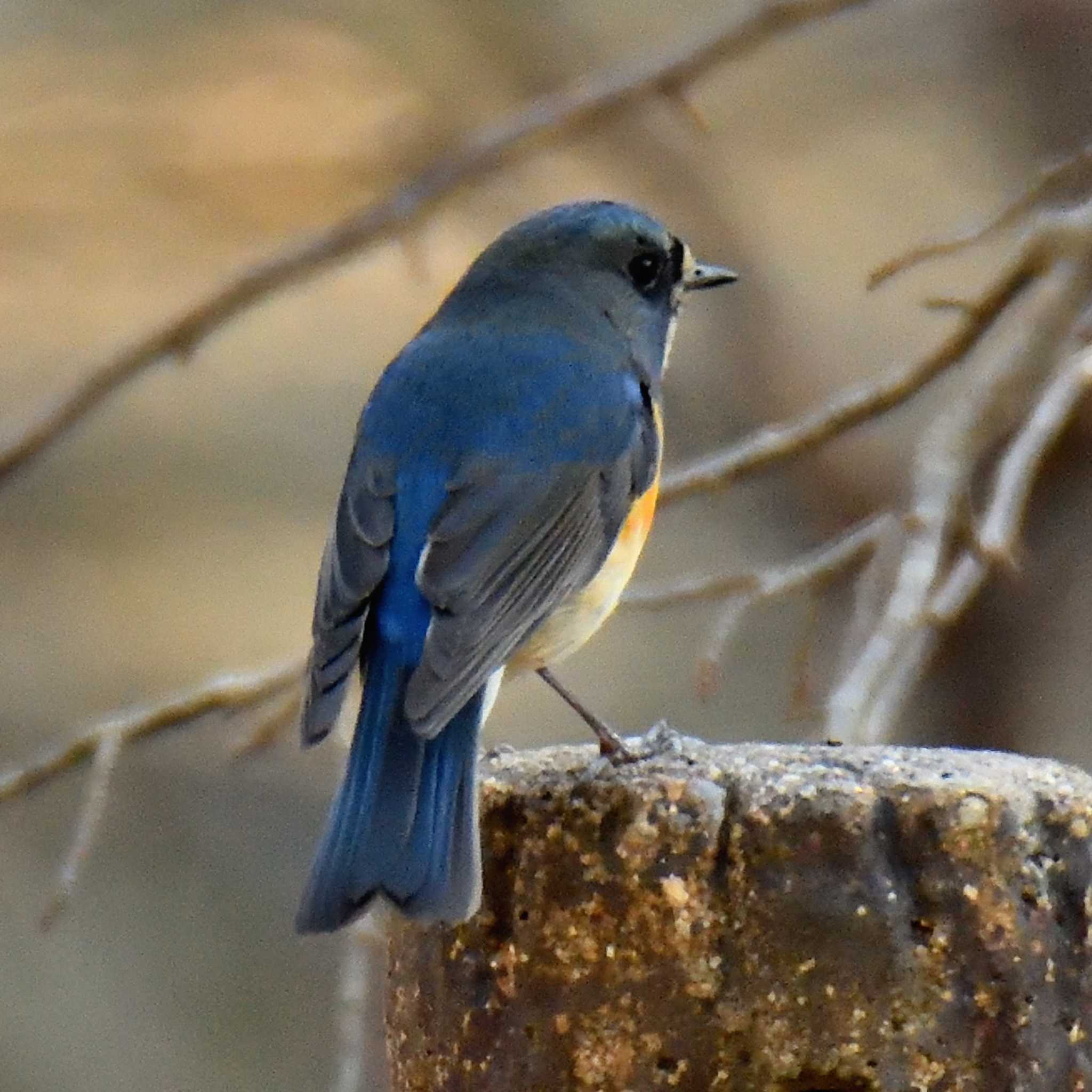 Red-flanked Bluetail