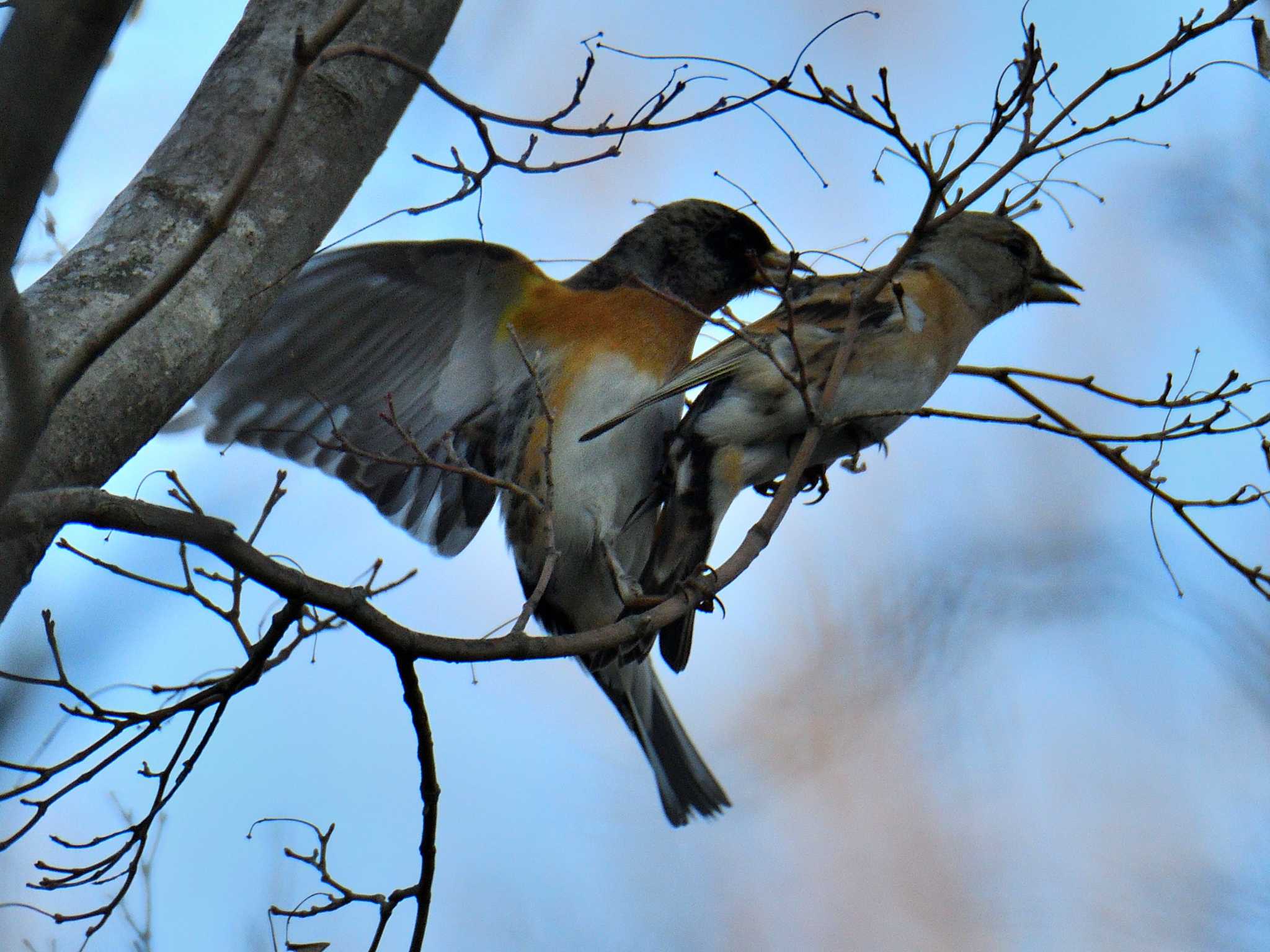 Photo of Brambling at 愛知県森林公園 by よつくん