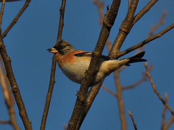 Sat, 2/26/2022 Birding report at 愛知県森林公園