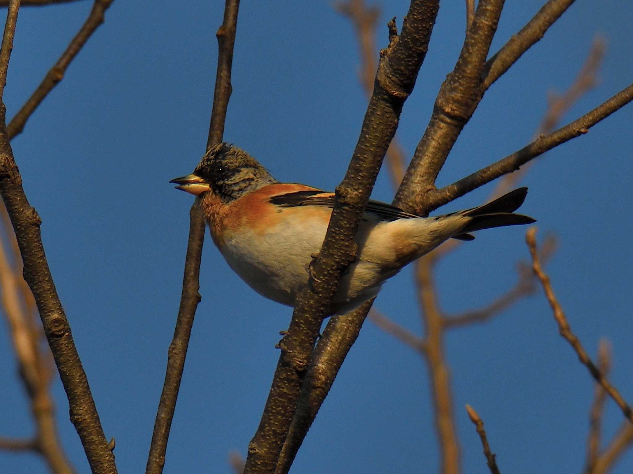 Photo of Brambling at 愛知県森林公園 by よつくん