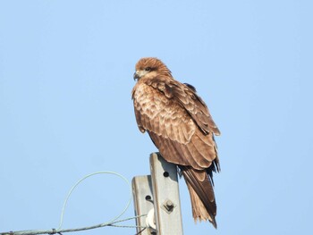 2022年2月26日(土) 湖北野鳥センターの野鳥観察記録