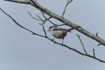 2017年10月1日(日) 三重県上野森林公園の野鳥観察記録