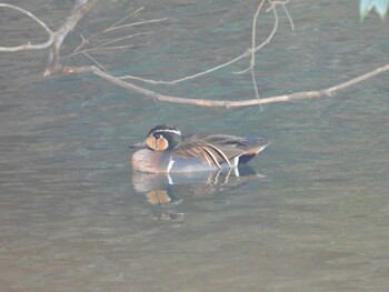 2022年2月5日(土) 印西市の公園の野鳥観察記録