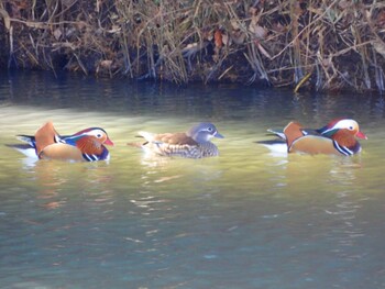 Mandarin Duck 印西市の公園 Sat, 2/5/2022