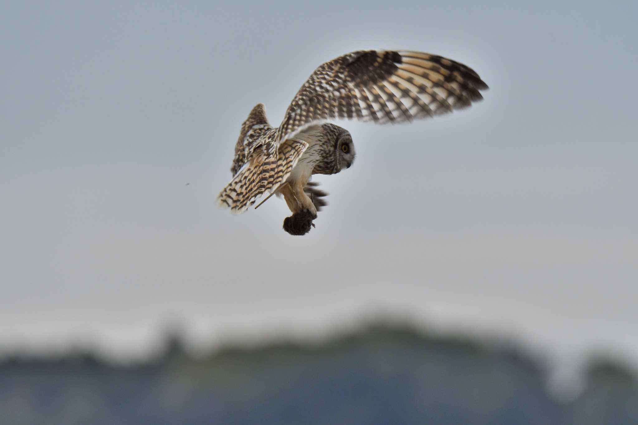  コミミズクの写真 by よつくん