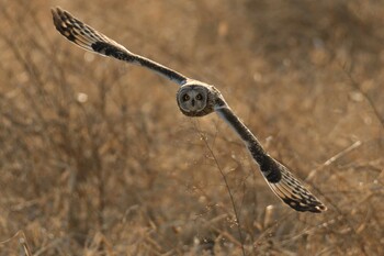 Short-eared Owl Unknown Spots Tue, 1/25/2022