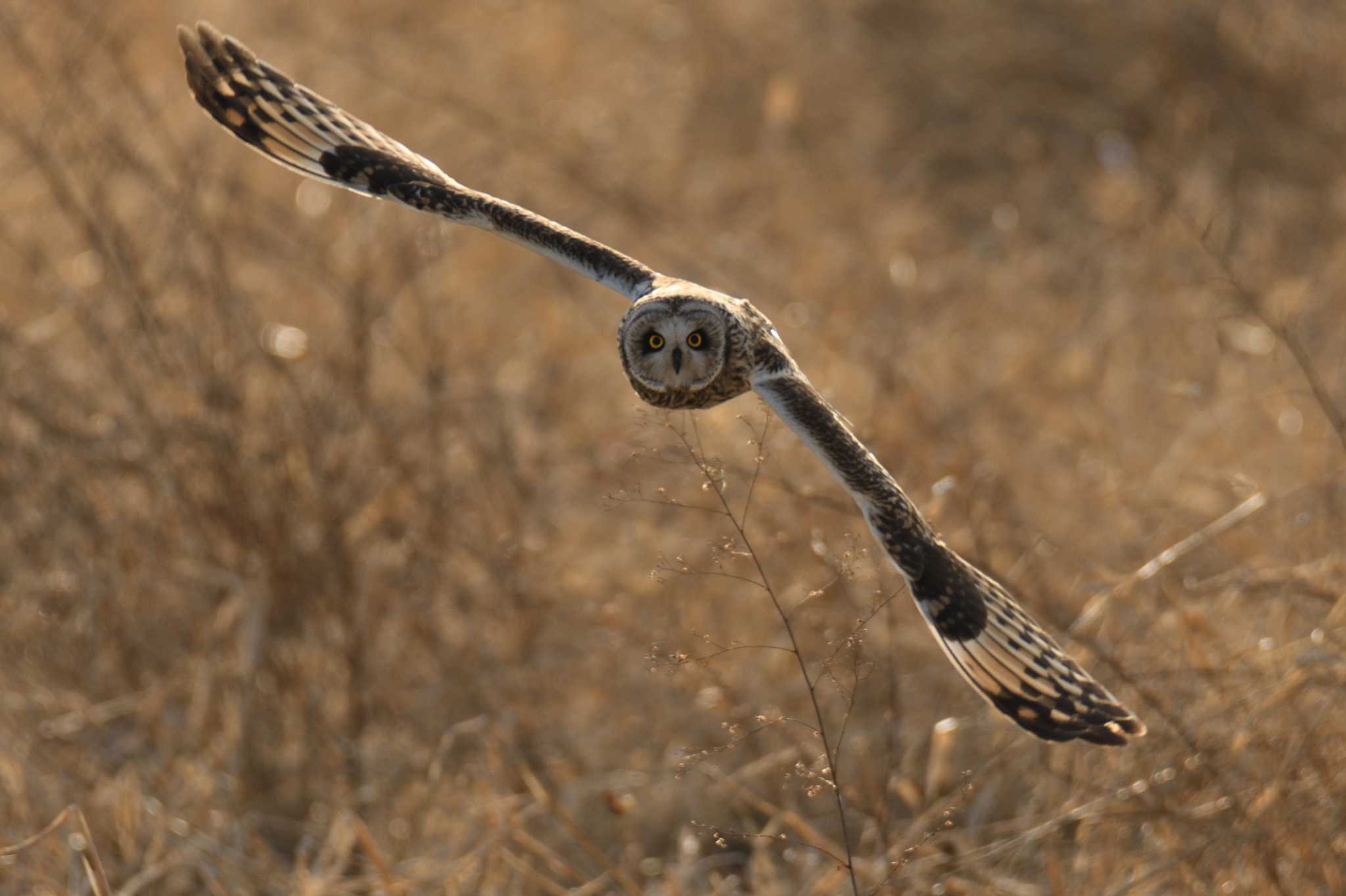 Photo of Short-eared Owl at  by よつくん