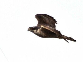 Eurasian Goshawk Unknown Spots Sat, 1/15/2022