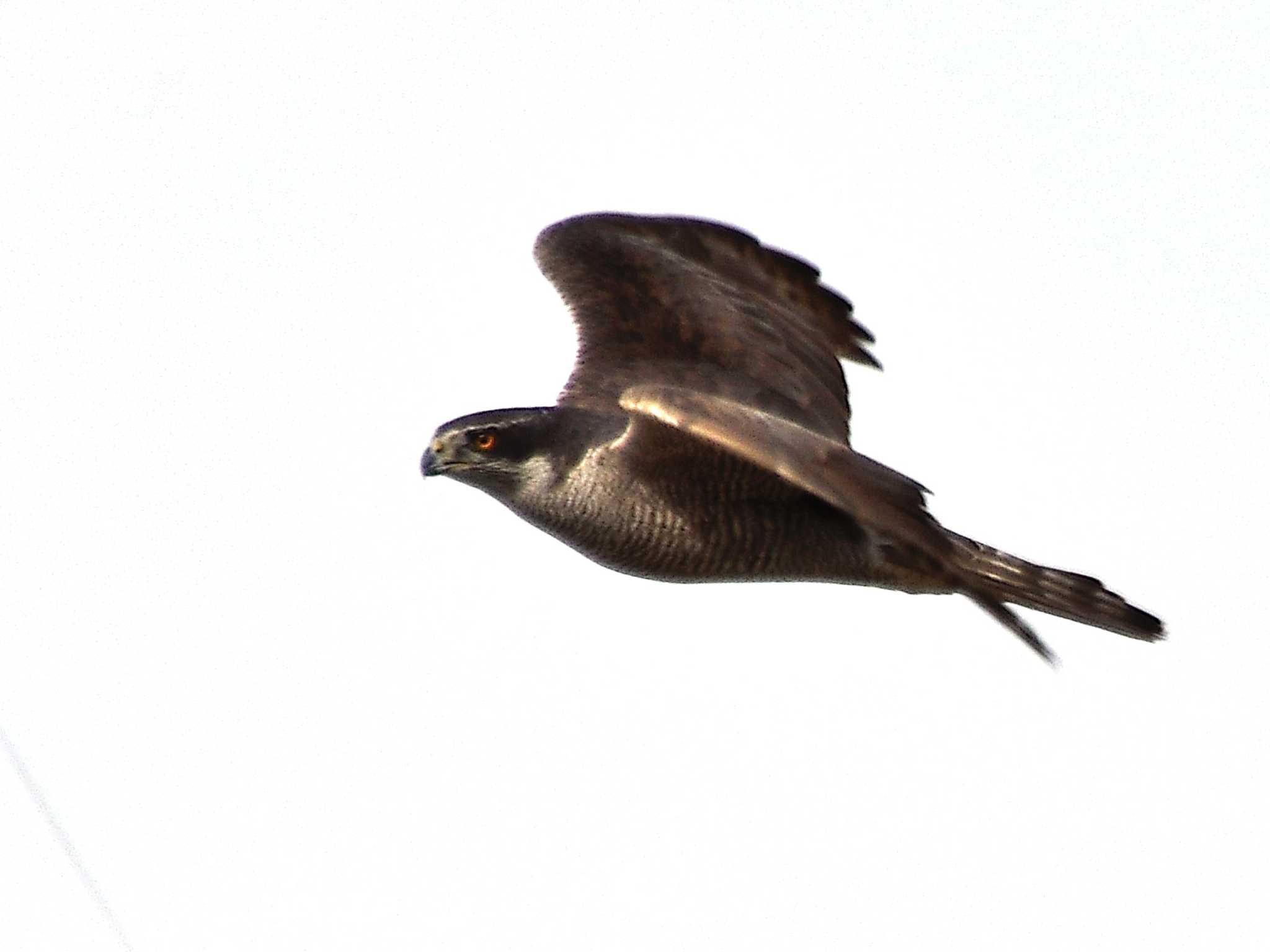 Photo of Eurasian Goshawk at  by よつくん