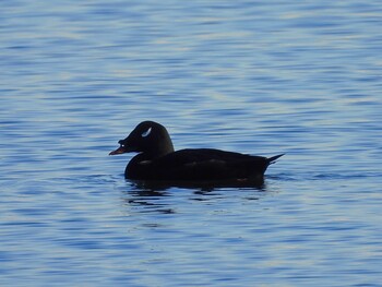 White-winged Scoter Sambanze Tideland Sun, 2/6/2022