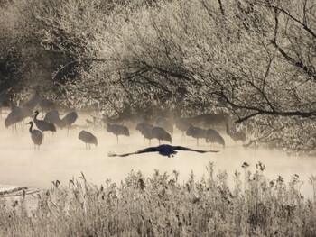 Red-crowned Crane Otohabashi Mon, 12/27/2021