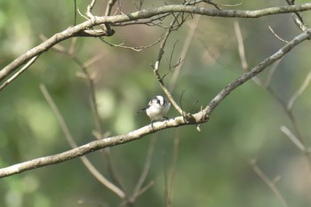 エナガ 三重県上野森林公園 2017年10月1日(日)