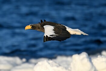 Steller's Sea Eagle 羅臼 Thu, 2/24/2022