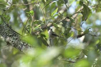 エナガ 三重県上野森林公園 2017年10月1日(日)