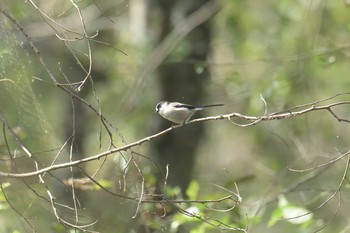 エナガ 三重県上野森林公園 2017年10月1日(日)