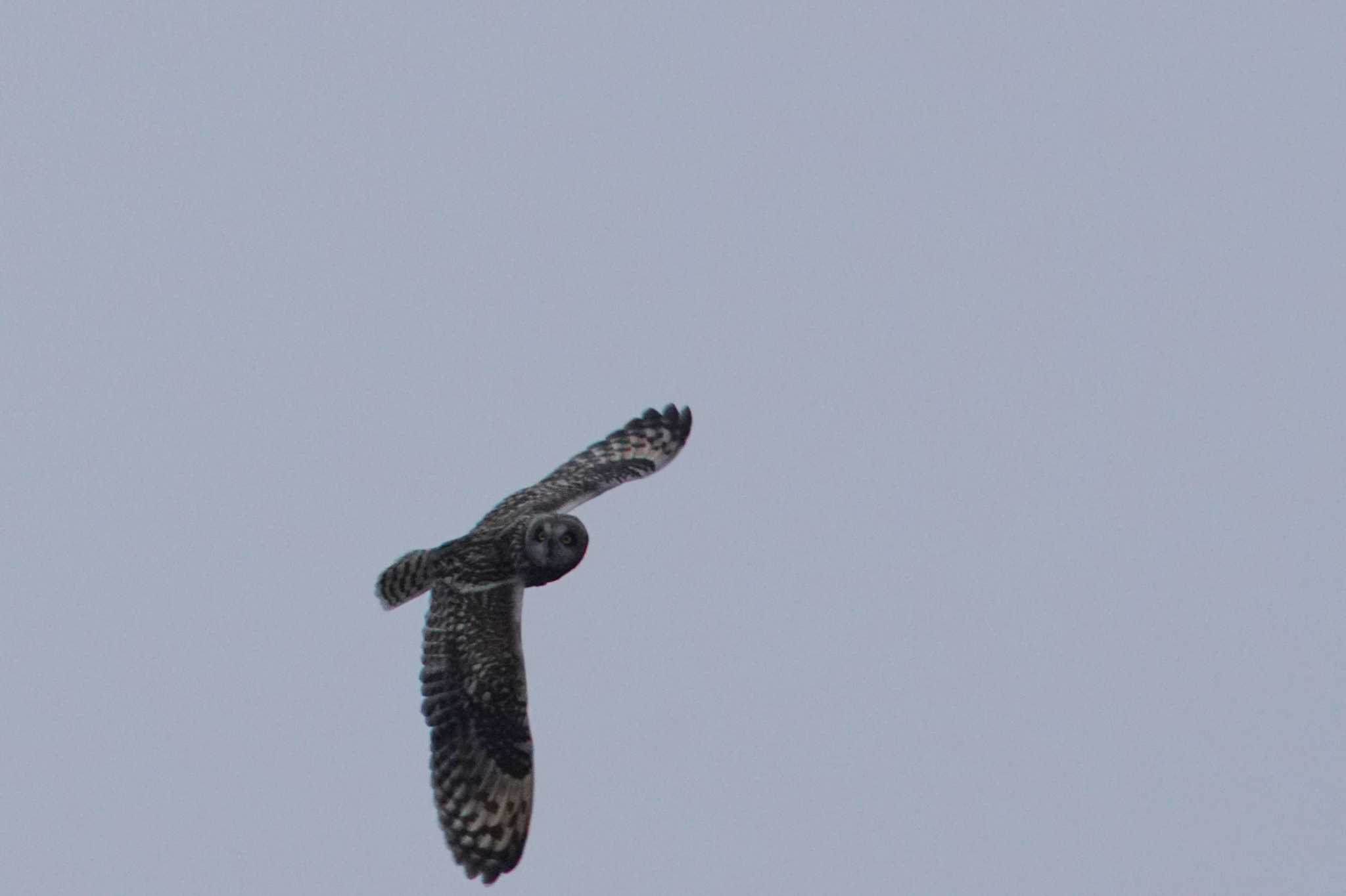 渡良瀬遊水地 コミミズクの写真