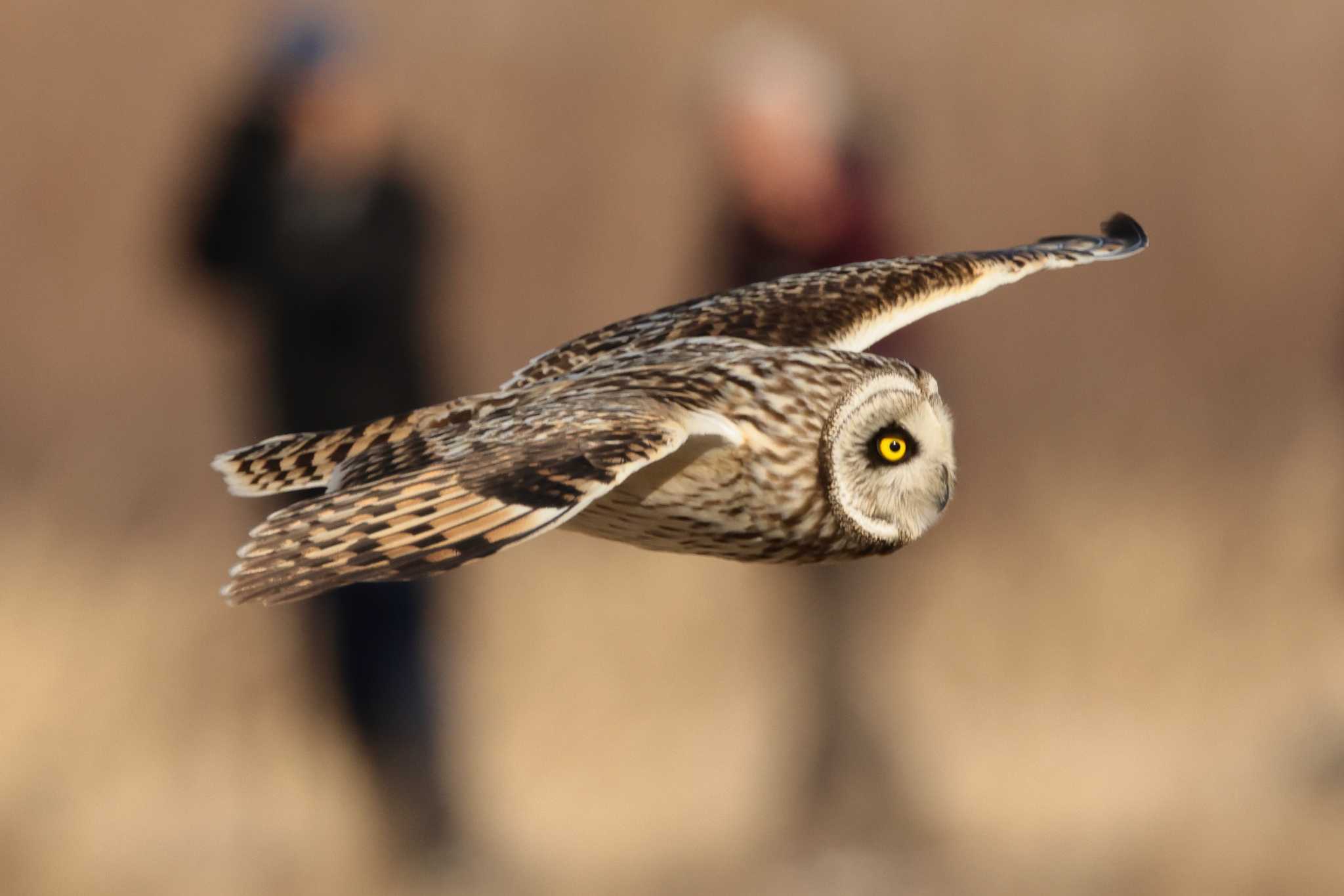 豊明 コミミズクの写真