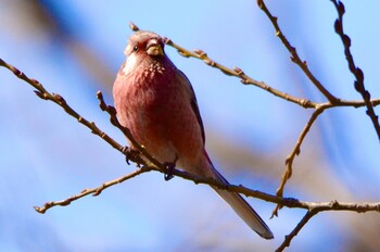 2022年2月26日(土) 江戸川河川敷の野鳥観察記録