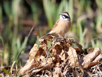 Meadow Bunting 皆野町 Tue, 2/1/2022