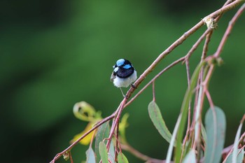 Superb Fairywren Twelve Apostles Motel & Country Retreat Mon, 2/6/2017