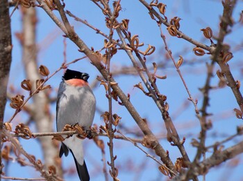 ウソ 真駒内公園 2022年2月26日(土)