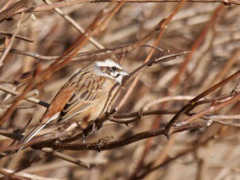 Meadow Bunting 皆野町 Wed, 2/2/2022