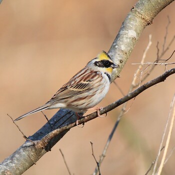 Yellow-throated Bunting Unknown Spots Sat, 2/26/2022