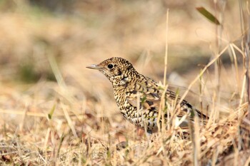 トラツグミ 場所が不明 2022年2月26日(土)