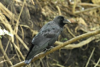 Large-billed Crow Kinuta Park Sun, 10/1/2017