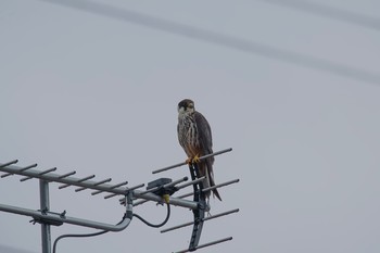 Eurasian Hobby Unknown Spots Fri, 8/18/2017