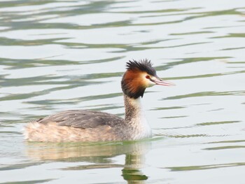 カンムリカイツブリ 大濠公園 2022年2月26日(土)