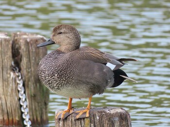 オカヨシガモ 大濠公園 2022年2月26日(土)