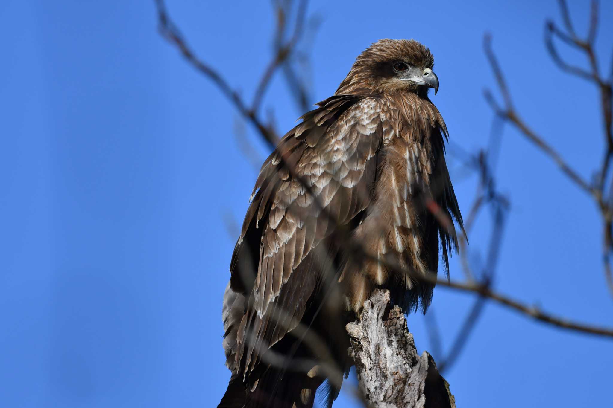 Photo of Black Kite at Hayatogawa Forest Road by tantan