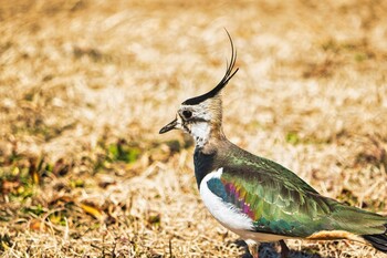 2022年2月26日(土) 埼玉県桶川市の野鳥観察記録