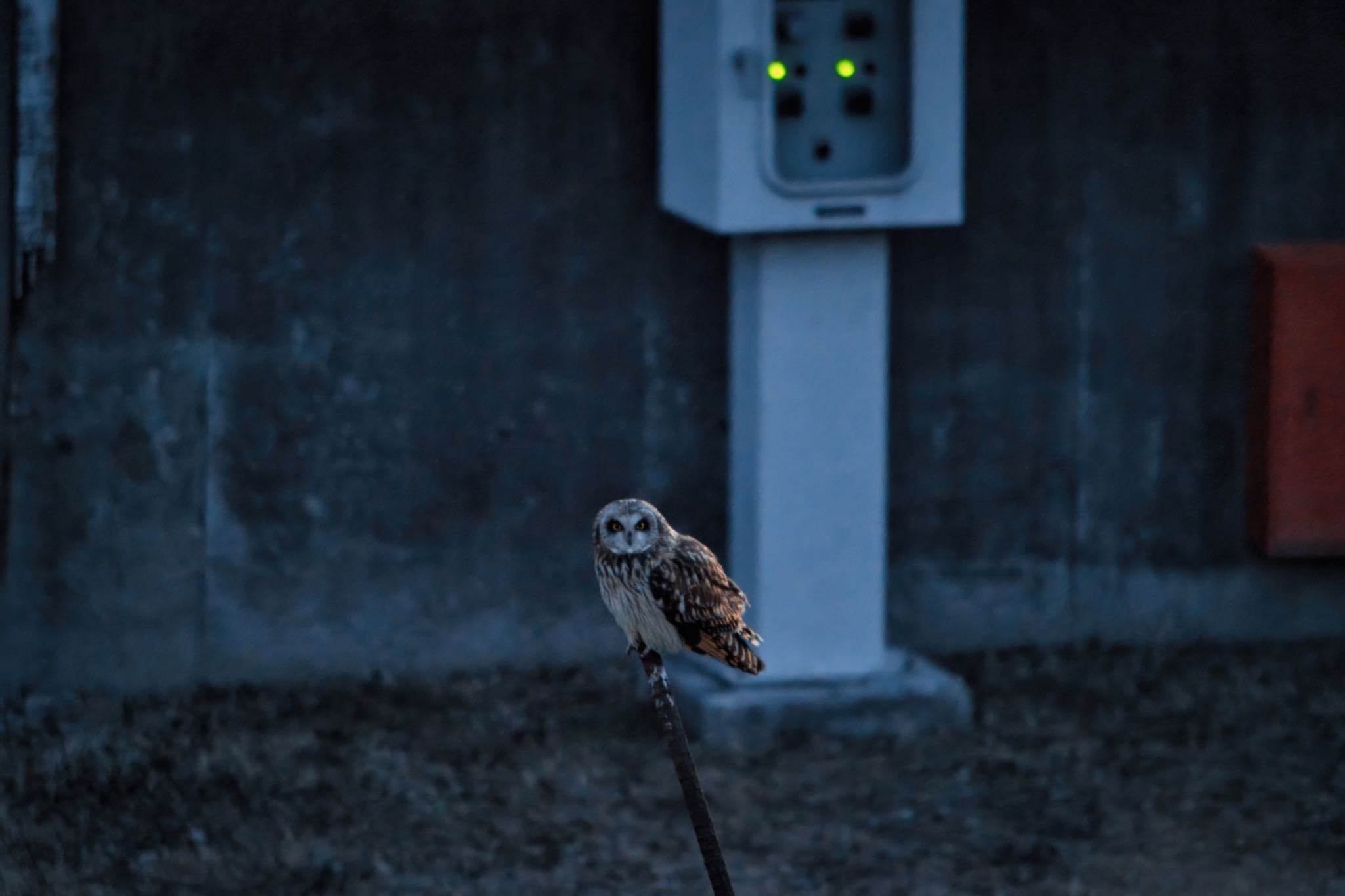 埼玉県吉見町 コミミズクの写真 by naturedrop