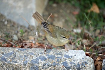 2022年2月27日(日) 野川の野鳥観察記録